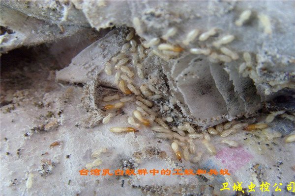 白蚁找巢的方法是这样的专家教你捉白蚂蚁_惠阳区白蚁防治公司